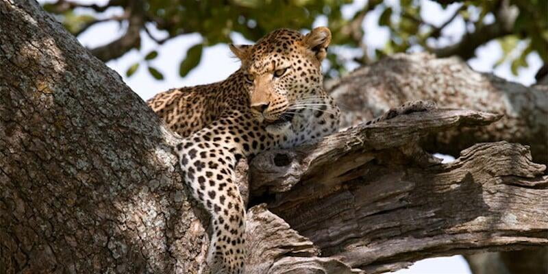 7 NIGHTS - CAPE TOWN & KRUGER NATIONAL PARK