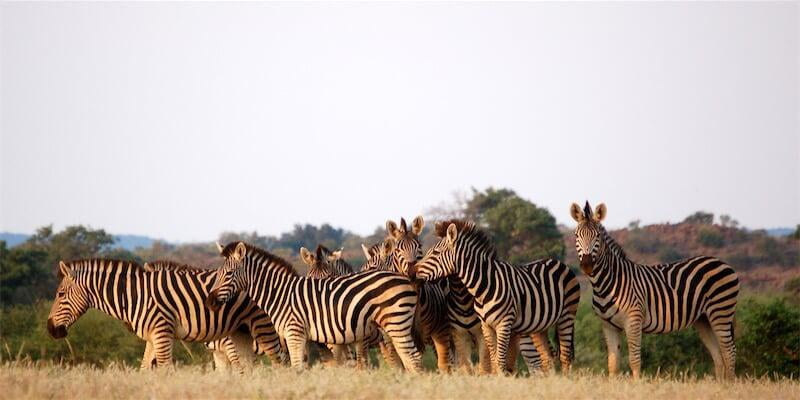 9 NIGHTS - BEST OF BOTSWANA, ZAMBIA AND ZIMBABWE